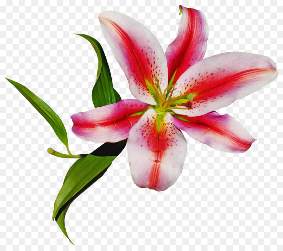 Flower Lily Petal Pink Stargazer Lily