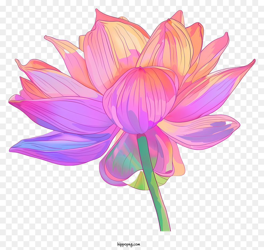 pink lotus flower clipart